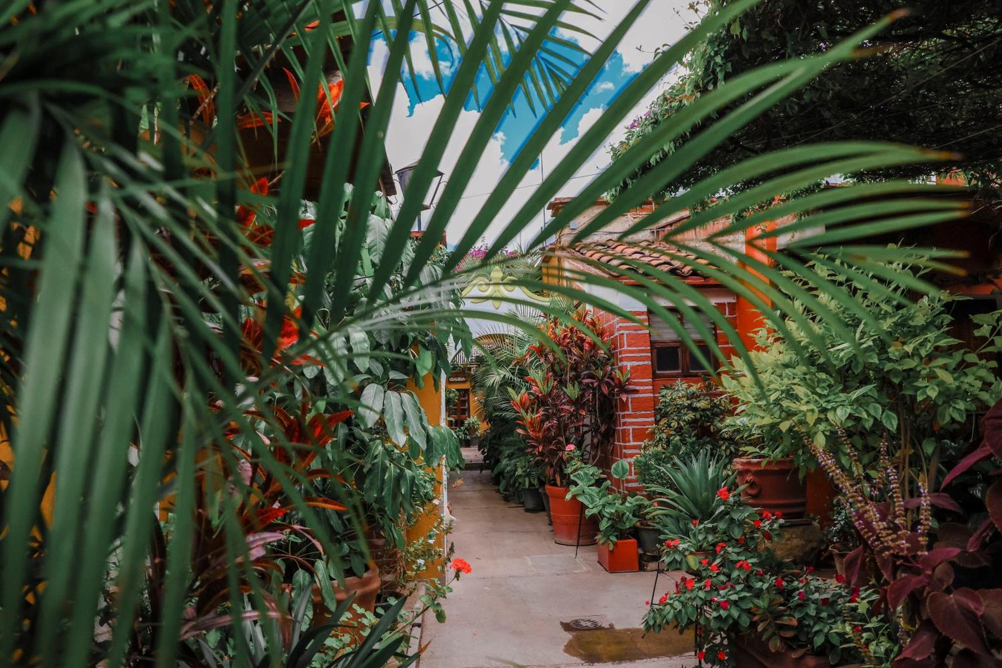 Hotel Las Golondrinas Oaxaca Εξωτερικό φωτογραφία